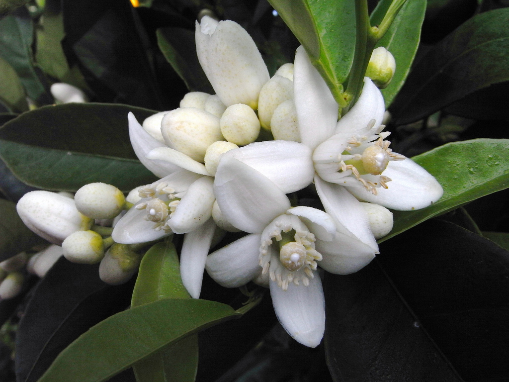 Citrus aurantium aur.